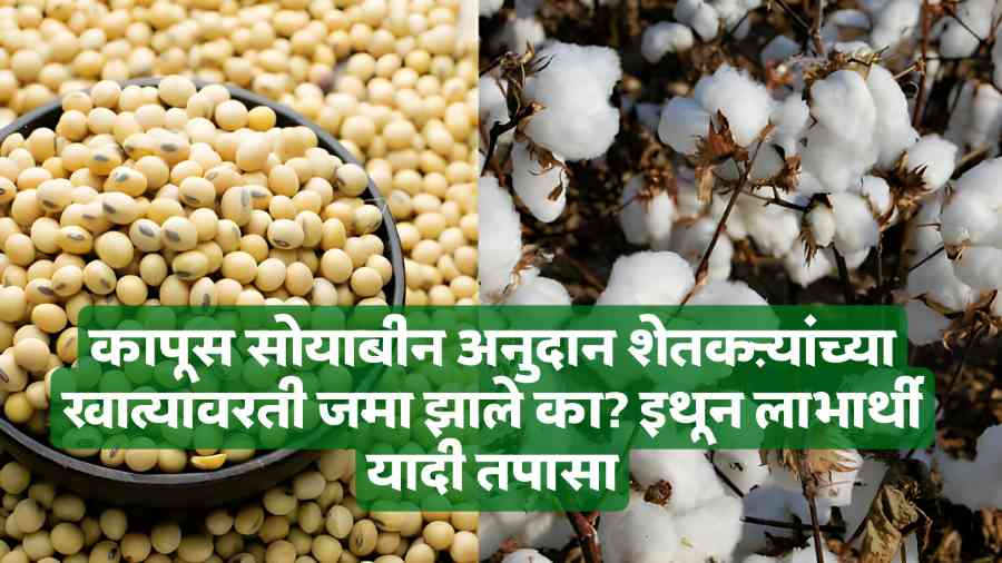 Cotton Soybean Subsidy